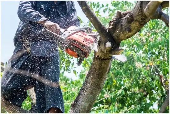 tree services Roseburg North